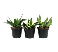 Sansevieria trifasciata hahnii - Set of 3 different plants Potsize 9cm