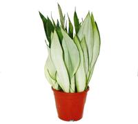 Sansevieria trifasciata "Moonshine" - chanvre argenté - plante solitaire en pot de 17cm - hauteur env. 50cm