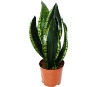 Sansevieria trifasciata "Silver Flame" - Chanvre arqué avec une coloration de feuilles inhabituelle - pot de 12cm