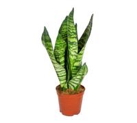 Sansevieria 'Zeylanica' | Plante d’intérieur en pot de culture D12 cm - H45 cm
