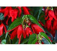 Santa Cruz Begonia - 5 Semi - Profondo Rosso