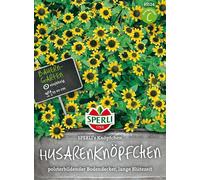 Sanvitalia Procumbens "Sperli's Knöpfchen" - 1 sachet