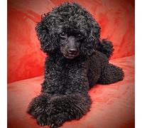 5D bricolage diamant peinture point de croix caniche noir chien cristal perceuse complet diamant broderie kits salon décoration 30x40 cm