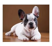 SanZez 5D diamant image broderie bouledogue français chiot 5D bricolage diamant peinture rond diamant point de croix 30x40 cm