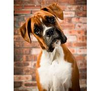 SanZez 5D Diamant Peinture Strass_Boxer Chien Diamant Peinture_Cristal Strass Diamant Broderie Peintures Idéal pour La Décoration Murale À La Maison 40x40 cm