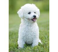 SanZez DIY Diamant Peinture par Numéros Kits Bichon Frise Blanc Mignon Animal Chien Animal 5D Plein Rond Forage Diamant Peinture Kit Broderie Arts Décor À La Maison 40x50 cm