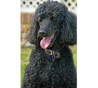 Kit de peinture diamant 5D à faire soi-même pour adultes, caniche noir, broderie complète en cristal, point de croix, artisanat d'art pour décoration murale de la maison, 30 x 40 cm