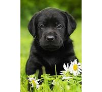 SanZez Kit de peinture diamant 5D pour adultes et enfants, chiot labrador noir, kit complet de peinture diamant, décoration murale de la maison, cadeaux d'anniversaire 30 x 40 cm