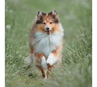 SanZez Kit de peinture diamant 5D pour adultes, peinture à faire soi-même par diamants, broderie complète, point de croix, artisanat, décoration murale, chien de berger Shetland, animal 40 x 50 cm