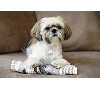 Kits de peinture de diamant à faire soi-même, Kit de point de croix de chien Shih Tzu, broderie complète de diamant, Art mural, décoration de maison, cadeau 50x60cm