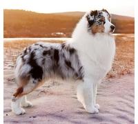 SanZez Kits de peinture diamant 5D par numéros de chien de berger australien, broderie complète de strass pour décoration murale, 40x50cm