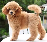 Kits de peinture diamant 5D pour adultes, caniche mignon, strass en cristal, broderie complète, artisanat d'art pour décoration murale de maison, 40x40 cm