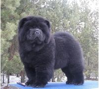 SanZez Kits de peinture diamant bricolage chien noir Chow chien Kit de point de croix broderie complète diamant Art mural décoration de la maison cadeau 50x50 cm