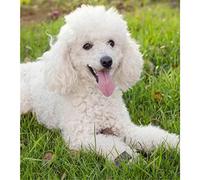 Kits de peinture diamant pour adultes et enfants caniche chiens animaux bricolage 5D artisanat cadeaux d'anniversaire 30x40 cm