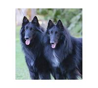 SanZez Peinture au diamant, chiens noirs de berger belge, kits d'art de diamant 5D pour adultes, kits d'artisanat en cristal de mosaïque pour la décoration murale de la maison 40x50 cm