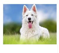 SanZez Peinture diamant 5D à faire soi-même, chien de berger blanc suisse, point de croix, broderie complète, mosaïque, autocollant mural, décor, 40x40cm