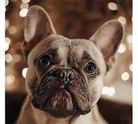 SanZez Peinture diamant 5D bouledogue français pour adultes, kit de mosaïque en cristal pour décoration murale de la maison, transparent 40 x 50 cm