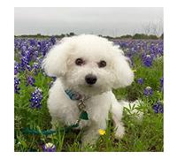 SanZez Peinture diamant 5D, chien bichon frisé en fleurs, kits d'art diamant pour adultes, kits d'artisanat en cristal mosaïque pour décoration murale de la maison, 30 x 40 cm