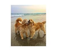 SanZez Peinture diamant 5D, chiens Golden Retriever, kits d'art diamant pour adultes, kits d'artisanat en cristal mosaïque pour décoration murale de la maison, 50x60 cm