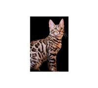 SanZez Peinture diamant 5D, portrait de chat du Bengale, chaton animal, kits d'art diamant pour adultes, kits d'artisanat en cristal mosaïque pour décoration murale de la maison, 50 x 60 cm