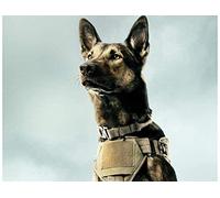 SanZez Peinture diamant, chien malinois belge, kits d'art diamant 5D pour adultes, kits d'artisanat en cristal mosaïque pour décoration murale de la maison, 30 x 40 cm