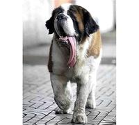 SanZez Peinture diamant ronde chien Saint Bernard à faire soi-même, broderie strass par numéros, kit artisanal pour décoration d'intérieur, cadeaux pour adultes 50 x 60 cm