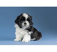 Peinture diamant, Shih Tzu chiot noir et blanc, kits d'art diamant 5D pour adultes, kits d'artisanat en cristal mosaïque pour décoration murale de la maison 50x60 cm