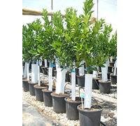 Sapin d'oranger Citrus - sinensis naranjo, différents types d'env. Hauteur : 160 cm