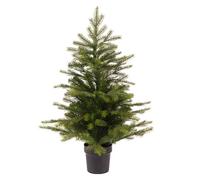 Sapin MINI GRANDIS avec pot - Hauteur 60 cm