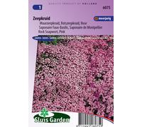 Saponaire Faux-Basilic / de Monpellier Rose-Pink - Graines de fleurs vivaces - Environ 0,3 g | SG6075
