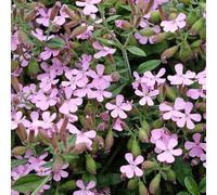 Saponaria Ocymoides - Saponaire une plante de bordure extérieure