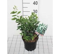 Sarcococca confusa - Baies de bave 20- 25 cm - conteneur