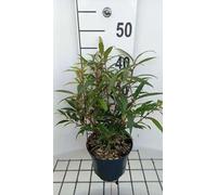 Sarcococca hook. 'Purple Stem' - Baies de baies 20- 25 cm - conteneur