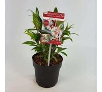 Sarcococca hum. 'Winter Gem'® - Sarcocoque À Feuille De Ruscus 20-25 cm en pot
