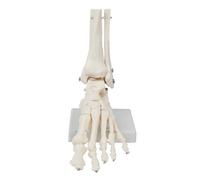 Sarini Modèle de Squelette de Cheville Humaine 1 pièce, modèle d'articulation d'os de Pied, Anatomie médicale, modèle de Pied et de Cheville, adapté à la Recherche médicale (Pied Gauche)