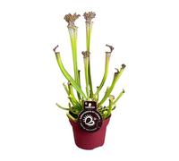 Sarracenia farnhamii - 30-40cm - Ø12cm - Plante d'intérieur - Vert persistant