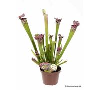 Sarracenia leucophylla 1 l 10-30 cm