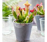 Sarracenia Smoorii Flytrap | Living Trumpet Pitcher Plant (20-30cm incl. pot)