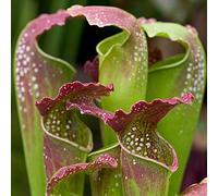 Sarracenia Smoorii | Plante en pot de 20-30 cm à vendre | Cadeau de luxe pour attrape-mouches