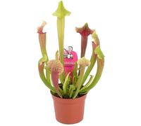 Sarracenia Smoorii sarracénie à trompette pour la maison ou le bureau (20-30cm avec pot)