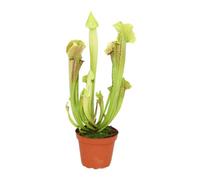 Sarracénie - Sarracenia - grand - pot de 12 cm
