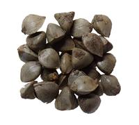 Sarrasin Bio Sarrasin - 3 grammes - Fagopyrum Esculentum (Engrais Vert) SEM06