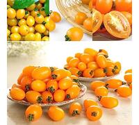 Saterkali Graines de tomates arc-en-ciel, 200pcs graines de tomates arc-en-ciel jardin délicieux fruits légume plante décor à la maison Jaune