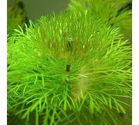 Saterkali Graines d'herbe mélangées, 1000 Pcs Graines d'herbe mélangées Décor de réservoir d'aquarium Vert d'eau Aquatic1 Graine de plante