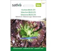 Sativa Batavia Rouge Bio "Colombina" - 0,25 g