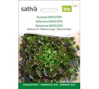Sativa Batavia Rouge Bio "MVG129" - 0,25 g
