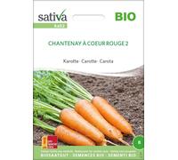 Sativa Carotte Bio "Chantenay à Coeur Rouge 2" - 1 sachet