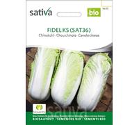 Sativa Chou Chinois "FIDEL KS (SAT 36)" - 1 sachet