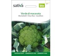 Sativa Chou-Fleur Bio "Verde di macerata" - 0,25 g