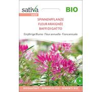 Sativa Fleur Araignée Bio - 1 sachet